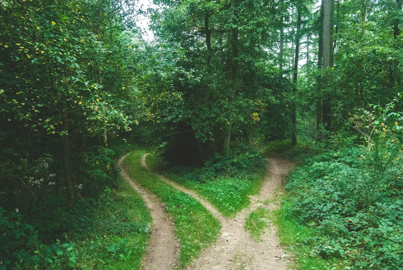 Stig som delar sig i tre riktningar i en tät skog